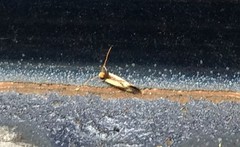 Isocorypha mediostriatella