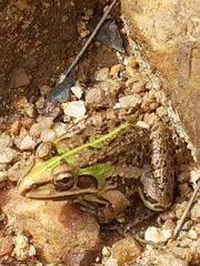 Hoplobatrachus tigerinus