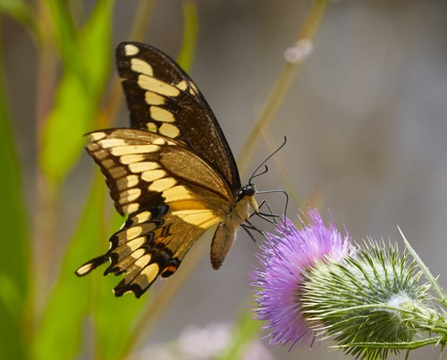 Giant swallowtail