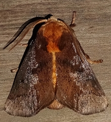 Natada monteverdensis
