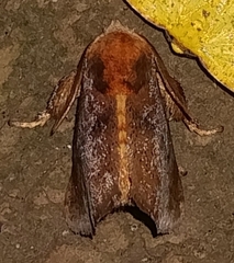 Natada monteverdensis