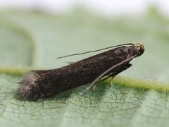 Monochroa lutulentella