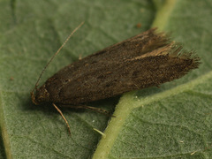 Monochroa lutulentella