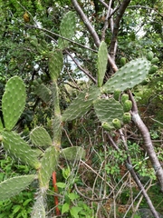 Opuntia atropes