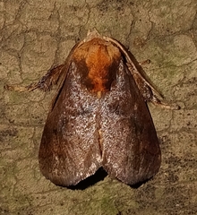 Natada monteverdensis
