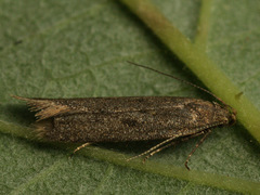 Monochroa lutulentella