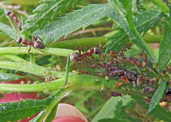 Metopeurum fuscoviride