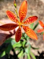 Anthophila