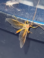 Opheltes glaucopterus