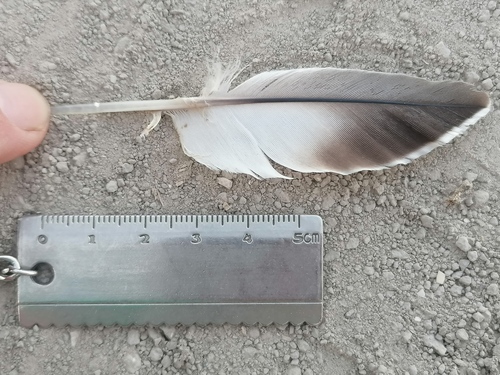 Plume de Ganga cata