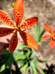Anthophila