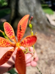 Anthophila