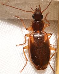 Cymindis limbata