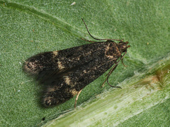 Monochroa sepicolella