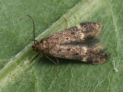 Monochroa sepicolella