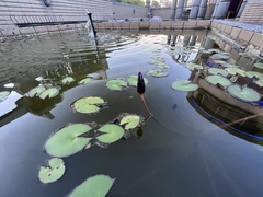 Nymphaea stellata