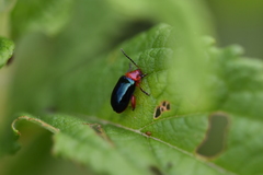 Kuschelina gibbitarsa