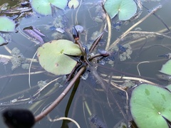 Nymphaea stellata