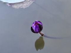 Nymphaea stellata