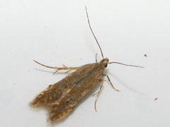 Monochroa simplicella