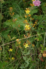 Hypericum linarioides