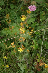 Hypericum linarioides