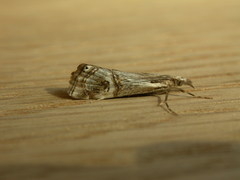 Hednota longipalpella