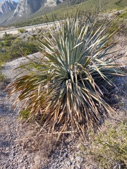 Dasylirion berlandieri