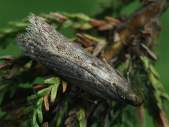Neofaculta ericetella