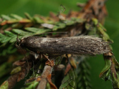 Neofaculta ericetella