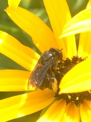 Melissodes bimaculatus