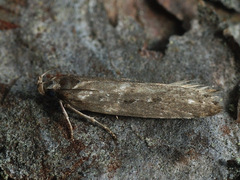 Neofaculta ericetella