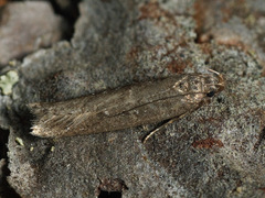 Neofaculta ericetella