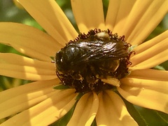 Melissodes bimaculatus