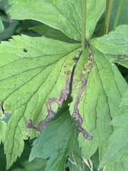 Phytomyza canadensis