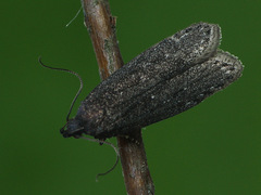 Neofaculta infernella
