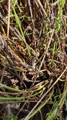 Anarrhinum forskaohlii