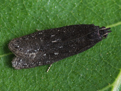 Neofaculta infernella