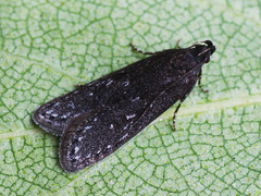 Neofaculta infernella