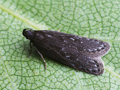 Neofaculta infernella