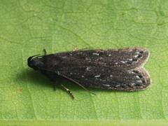 Neofaculta infernella