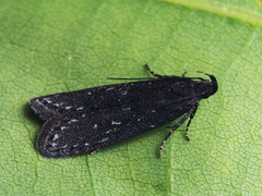 Neofaculta infernella