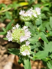 Zadontomerus