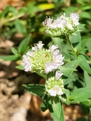 Zadontomerus