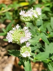 Zadontomerus