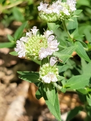Zadontomerus