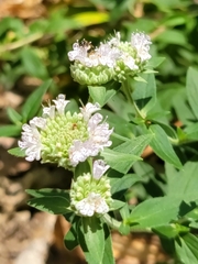 Zadontomerus