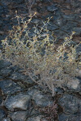 Prosopis reptans