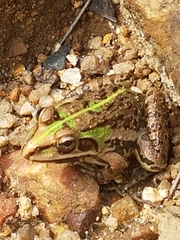 Hoplobatrachus tigerinus