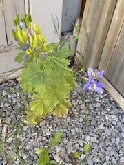Delphinium cultorum